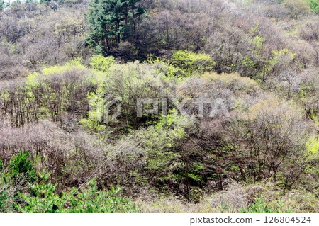 山櫻花與新葉綻放時駒根市信州風景 126804524