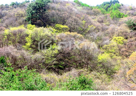 山櫻花與新葉綻放時駒根市信州風景 126804525