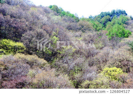 山櫻花與新葉綻放時駒根市信州風景 126804527