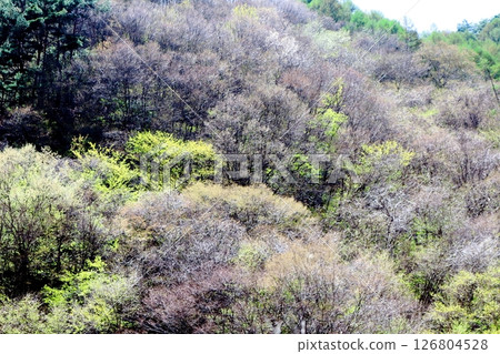 山櫻花與新葉綻放時駒根市信州風景 126804528