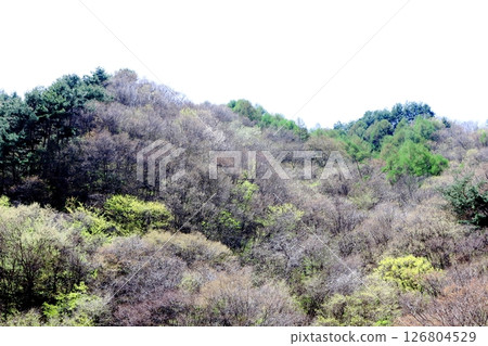 山櫻花與新葉綻放時駒根市信州風景 126804529