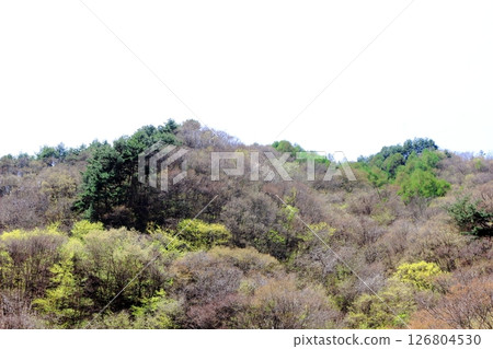 山櫻花與新葉綻放時駒根市信州風景 126804530