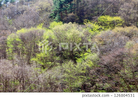 山櫻花與新葉綻放時駒根市信州風景 126804531