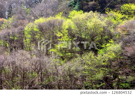 When the mountain cherry blossoms and young leaves bloom Komagane City Shinshu scenery 126804532