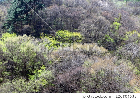 When the mountain cherry blossoms and young leaves bloom Komagane City Shinshu scenery 126804533