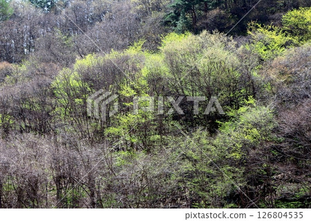 山櫻花與新葉綻放時駒根市信州風景 126804535