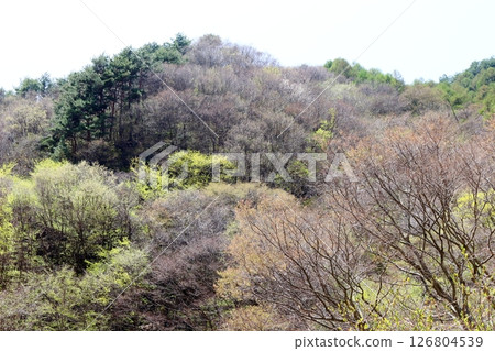 山櫻花與新葉綻放時駒根市信州風景 126804539