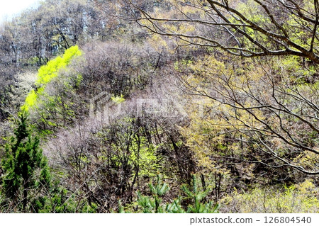 山櫻花與新葉綻放時駒根市信州風景 126804540