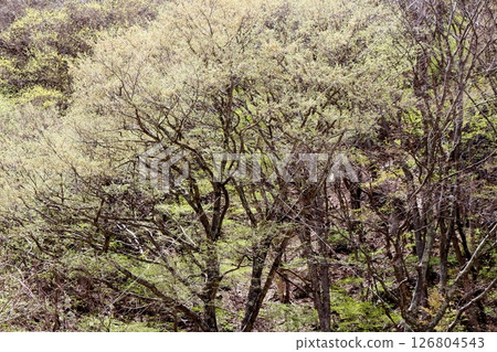 山櫻花與新葉綻放時駒根市信州風景 126804543