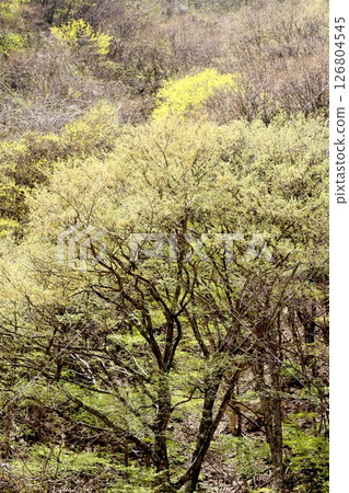 山櫻花與新葉綻放時駒根市信州風景 126804545