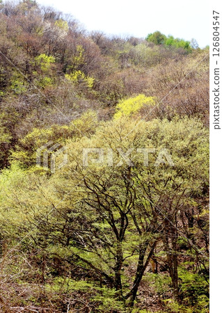 山櫻花與新葉綻放時駒根市信州風景 126804547