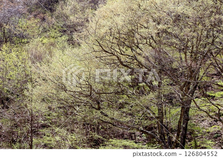 山櫻花與新葉綻放時駒根市信州風景 126804552