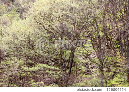 山櫻花與新葉綻放時駒根市信州風景 126804554