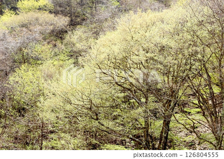 When the mountain cherry blossoms and young leaves bloom Komagane City Shinshu scenery When the mountain cherry blossoms and young leaves bloom Komagane City Shinshu scenery 126804555