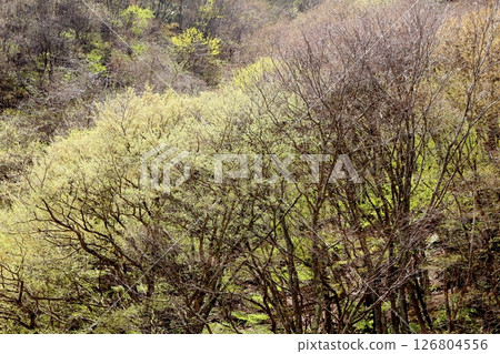 When the mountain cherry blossoms and young leaves bloom Komagane City Shinshu scenery When the mountain cherry blossoms and young leaves bloom Komagane City Shinshu scenery 126804556