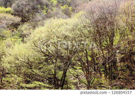 山櫻花與新葉綻放時駒根市信州風景 126804557
