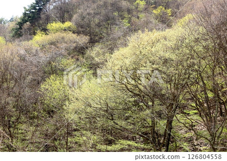 When the mountain cherry blossoms and young leaves bloom Komagane City Shinshu scenery When the mountain cherry blossoms and young leaves bloom Komagane City Shinshu scenery 126804558