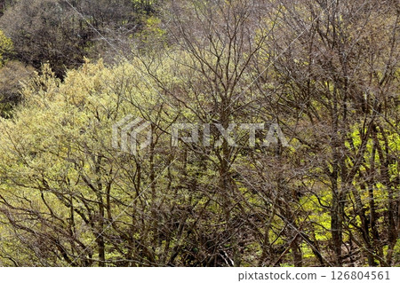 山櫻花與新葉綻放時駒根市信州風景 126804561