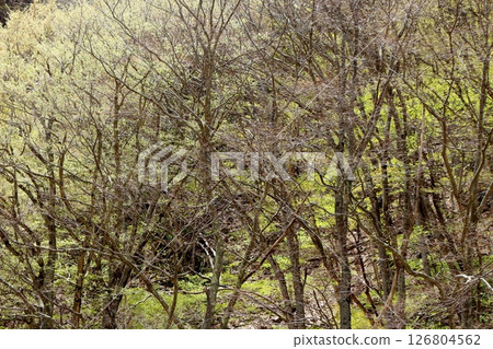 山櫻花與新葉綻放時駒根市信州風景 126804562