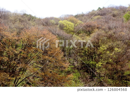 山櫻花與新葉綻放時駒根市信州風景 126804568