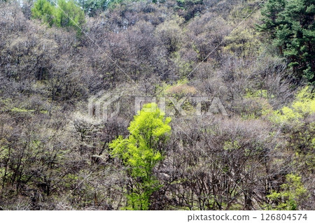 山櫻花與新葉綻放時駒根市信州風景 126804574