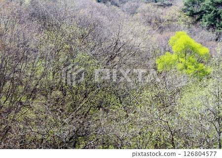 山櫻花與新葉綻放時駒根市信州風景 126804577