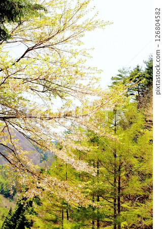 山櫻花與新葉綻放時駒根市信州風景 126804582