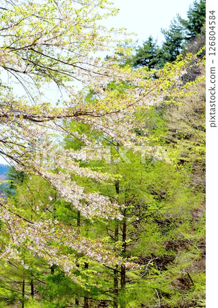 山櫻花與新葉綻放時駒根市信州風景 126804584