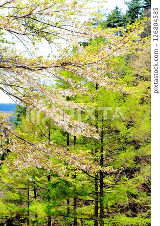 山櫻花與新葉綻放時駒根市信州風景 126804585
