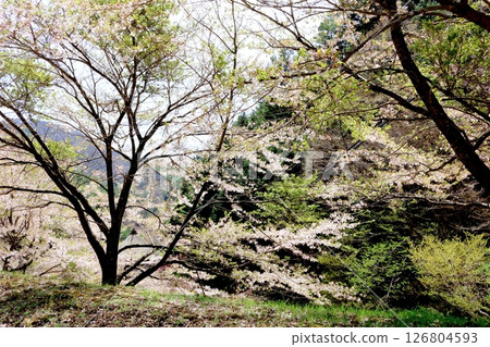山櫻花與新葉綻放時駒根市信州風景 126804593