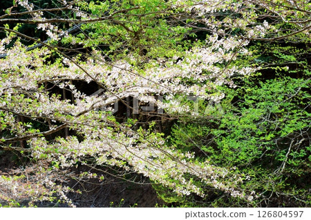 山櫻花與新葉綻放時駒根市信州風景 126804597