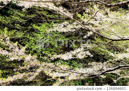 山櫻花與新葉綻放時駒根市信州風景 126804601