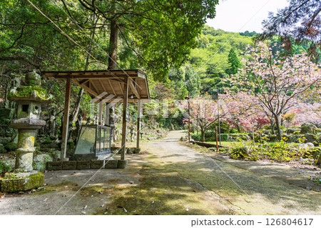 春光明媚，寺院內燈火通明：“不動尊一心寺的櫻花（大分縣）” 126804617