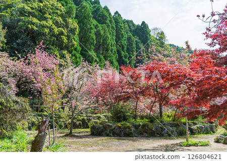 春光明媚，寺院內燈火通明：“不動尊一心寺的櫻花（大分縣）” 126804621