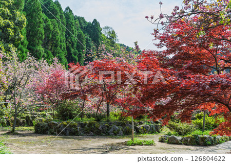 The temple grounds are illuminated on a beautiful spring day: "Cherry Blossoms at Fudoson Isshinji Temple (Oita Prefecture)" 126804622