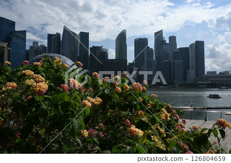 Lantana blooming marina 3 126804659