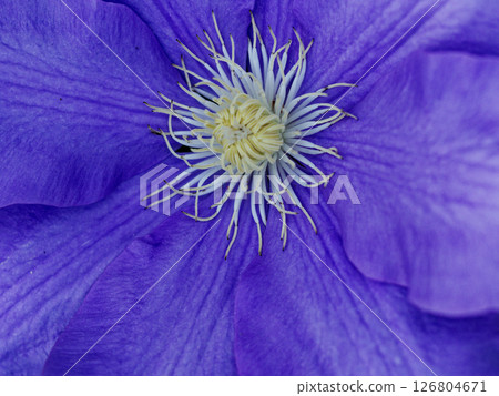 毛茛科鐵線蓮的開花 毛茛科鐵線蓮的開花 126804671