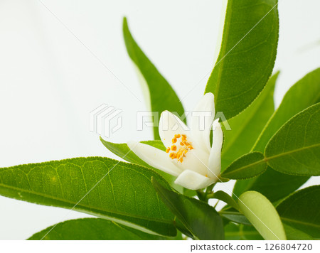 柚子花工作室拍攝 126804720