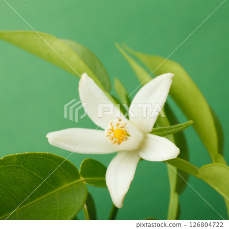 柚子花工作室拍攝 126804722