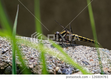 A female Shioya tombo (Odonata) perches on an artificial object near water. A female Shioya tombo (Odonata) perches on an artificial object near water. 126804761