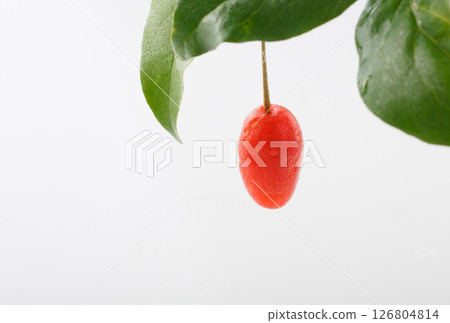 白色背景的橡膠果 126804814