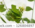 白色背景的豌豆花 126804897