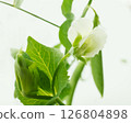 白色背景的豌豆花 126804898