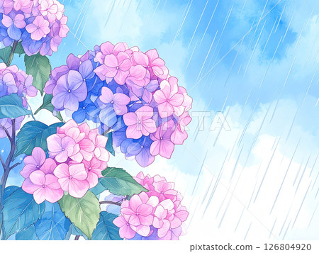 繡球花雨季 繡球花雨季 126804920