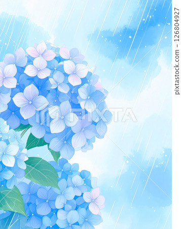 Hydrangea rain rainy season 126804927