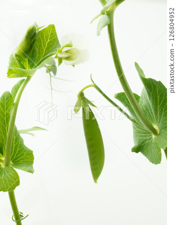 白色背景的豌豆花 126804952