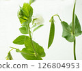 白色背景的豌豆花 126804953