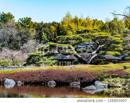 A landscape of greenery and pine trees surrounding a stroll-style pond 126805007