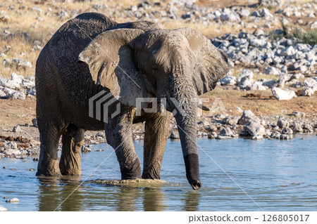 African Elephant in Etosha 126805017