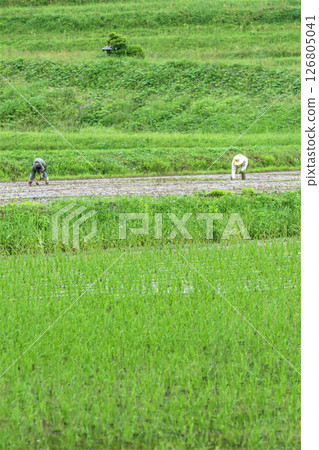 Landscape landscape 126805041